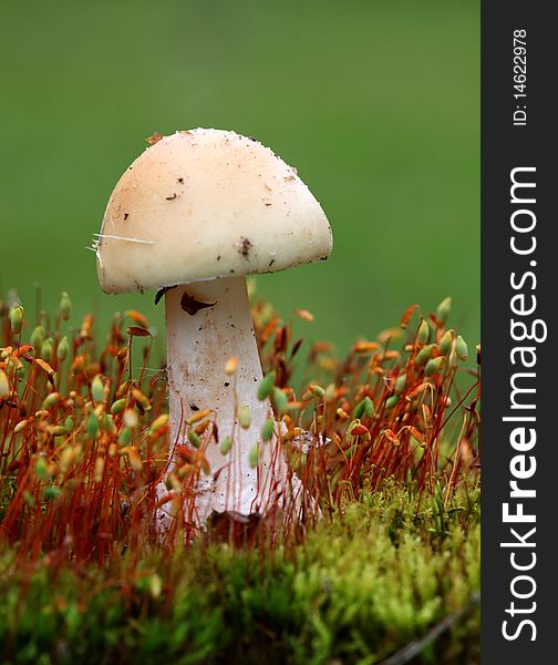 Mushroom - white toadstool in moss