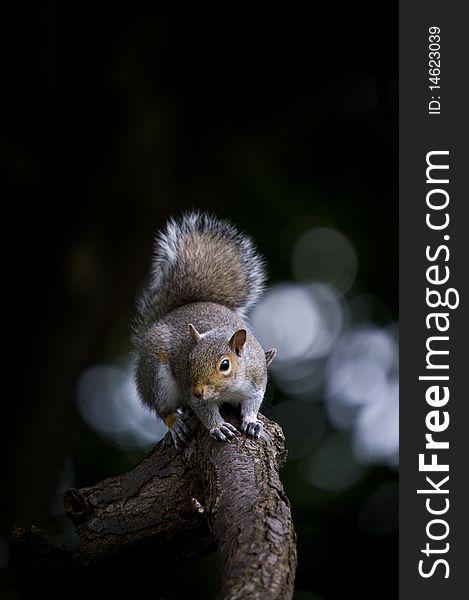 A Grey Squirrel Sat On A Tree Branch. A Grey Squirrel Sat On A Tree Branch