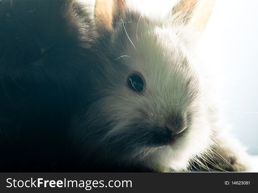 Two bunnies, white and black