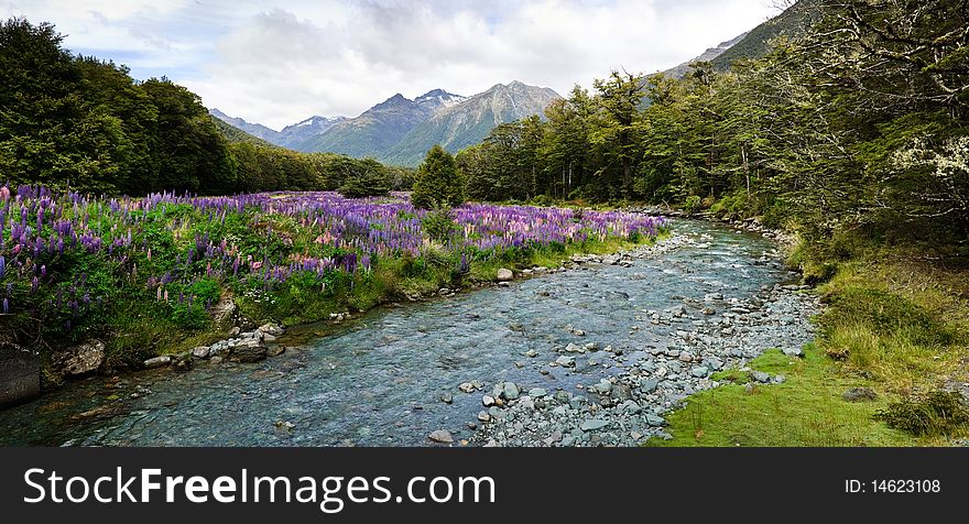 Flowering lupins on a summer day at Christmas time on the bank of Cascade Creek, Fjorland National Park, South Island, New Zealand