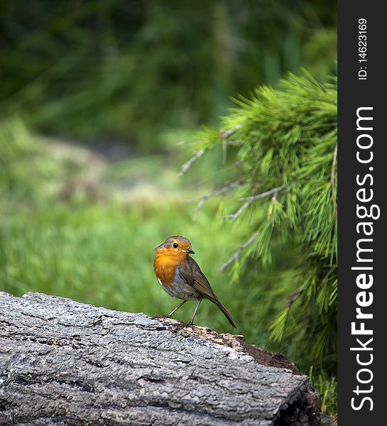 A Robin Perched On A Log. A Robin Perched On A Log