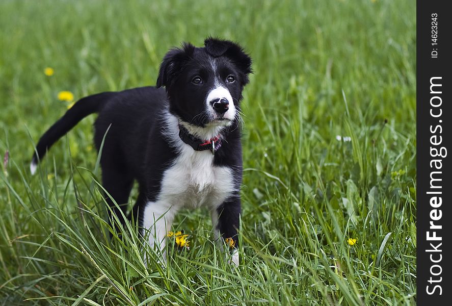 Border collie puppy close up shoot