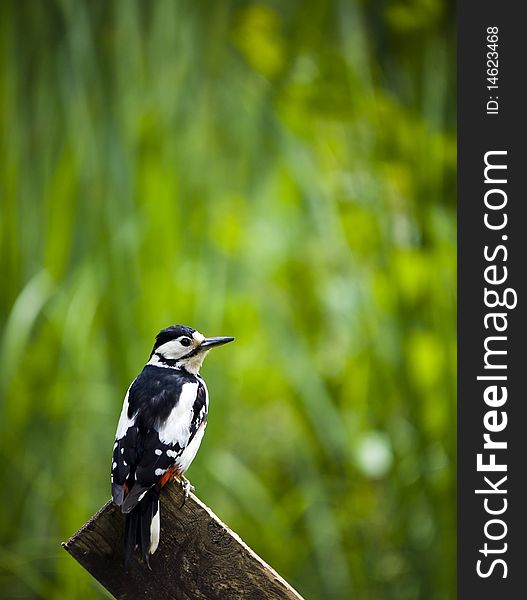 Great Spotted Woodpecker (Dendrocopos Major)