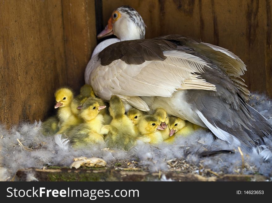 A Muscovy Duck On A Nest With Her Newly Hatched Ducklings. A Muscovy Duck On A Nest With Her Newly Hatched Ducklings