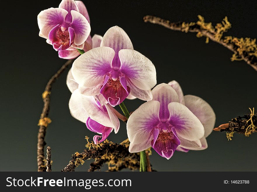 Magenta and white orchids in full bloom against a black background