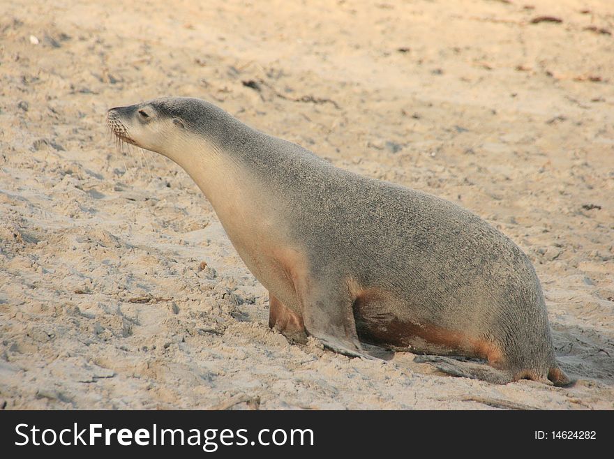 Picture of a seal on a beach