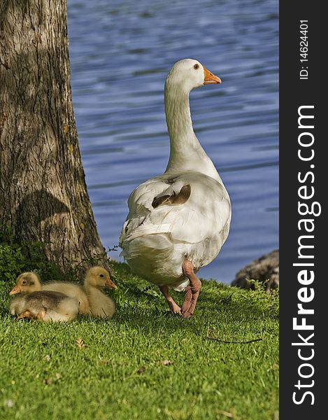 This photo shows a mother goose with her two chicks, near a pond. This photo shows a mother goose with her two chicks, near a pond.