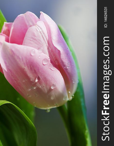 Pink flower tulips Close up, Small depth of sharpness