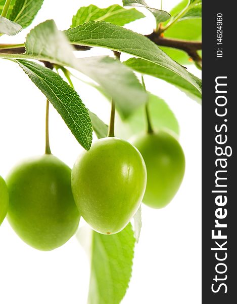Growing green fruits isolated on the white background