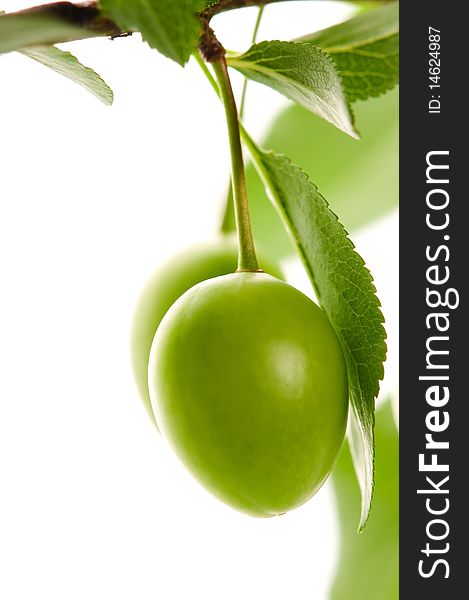 Growing green fruits isolated on the white