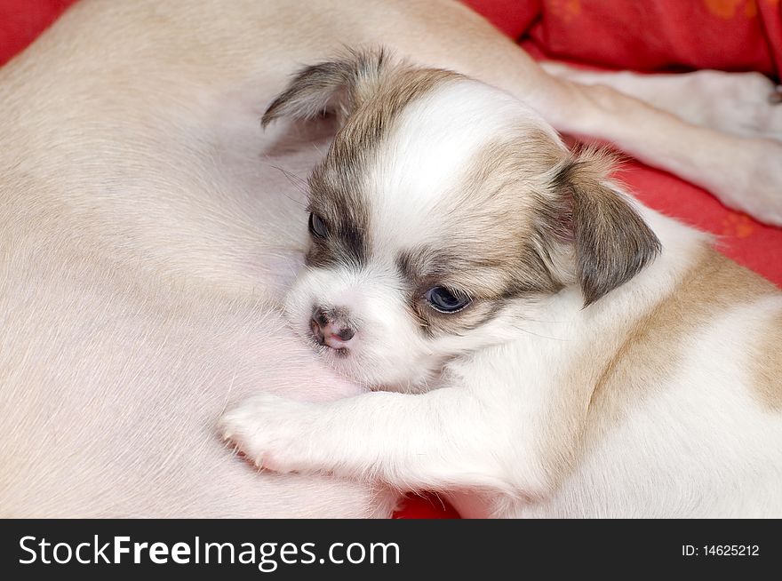 White with fawn one month old chihuahua puppy close-up. White with fawn one month old chihuahua puppy close-up