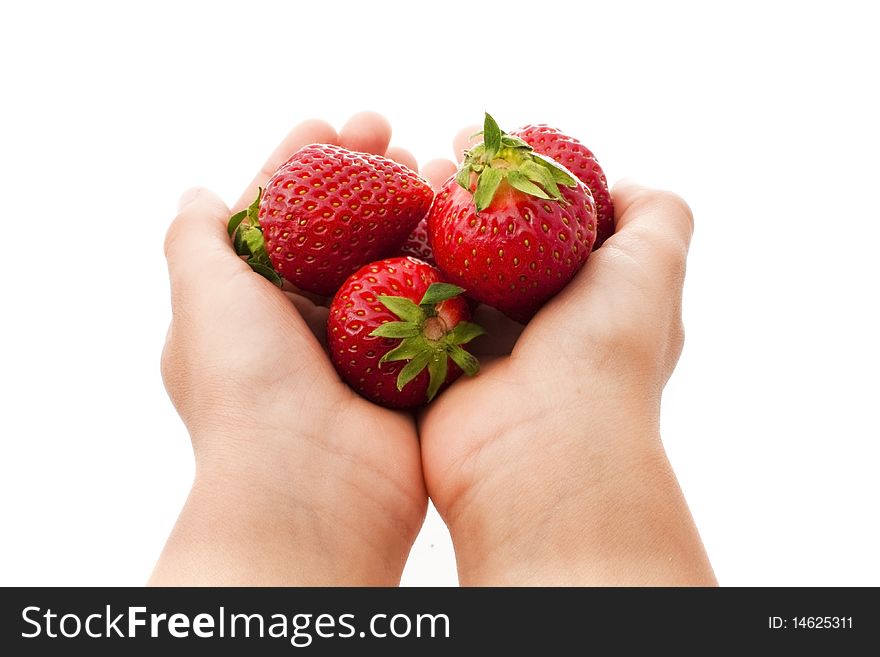 Child's hands holding strawberries isolated on white. Child's hands holding strawberries isolated on white