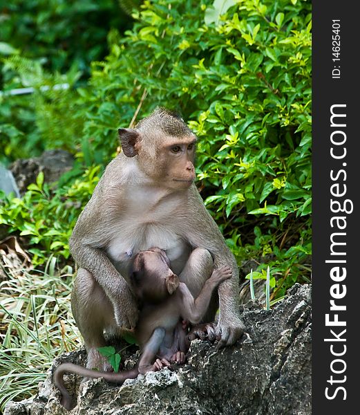 The Mom monkey with baby monkey
