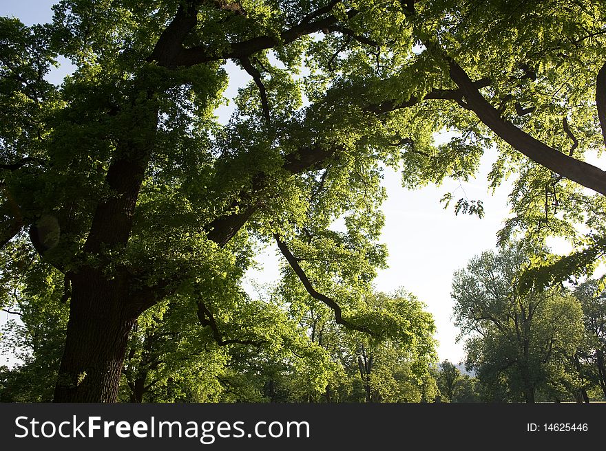 Luscious green trees in the parc enjoy the sun in springtime. Luscious green trees in the parc enjoy the sun in springtime