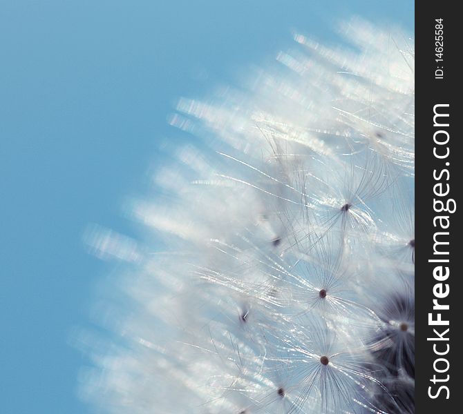 White bald dandelion, close up