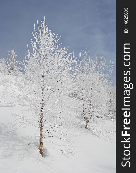 White winter birches on a hillside in a landscape under the dark blue sky. White winter birches on a hillside in a landscape under the dark blue sky.