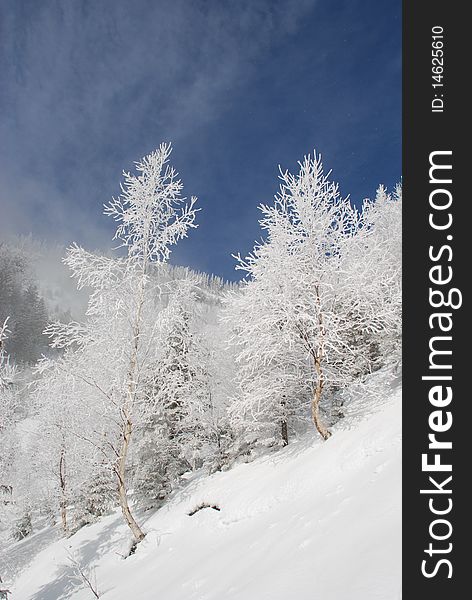 White winter birches on a hillside.