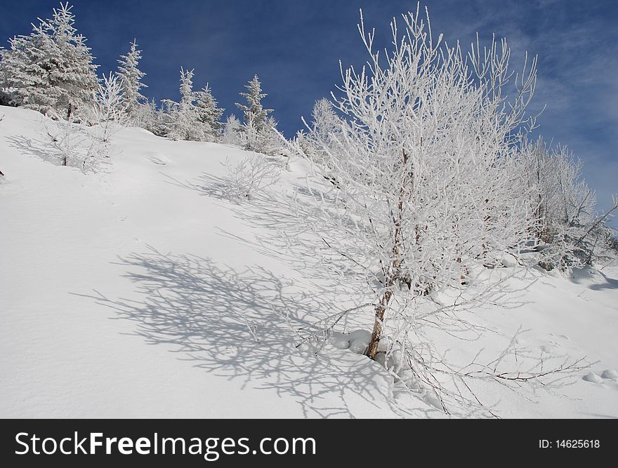 White winter birches on a hillside in a landscape under the dark blue sky. White winter birches on a hillside in a landscape under the dark blue sky.