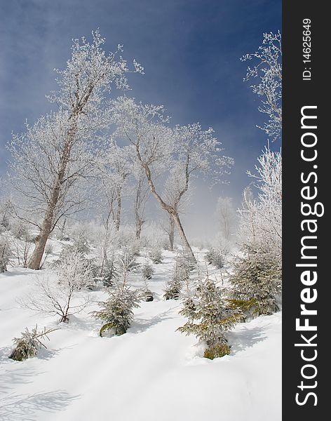 White winter birches on a hillside in a landscape under the dark blue sky.