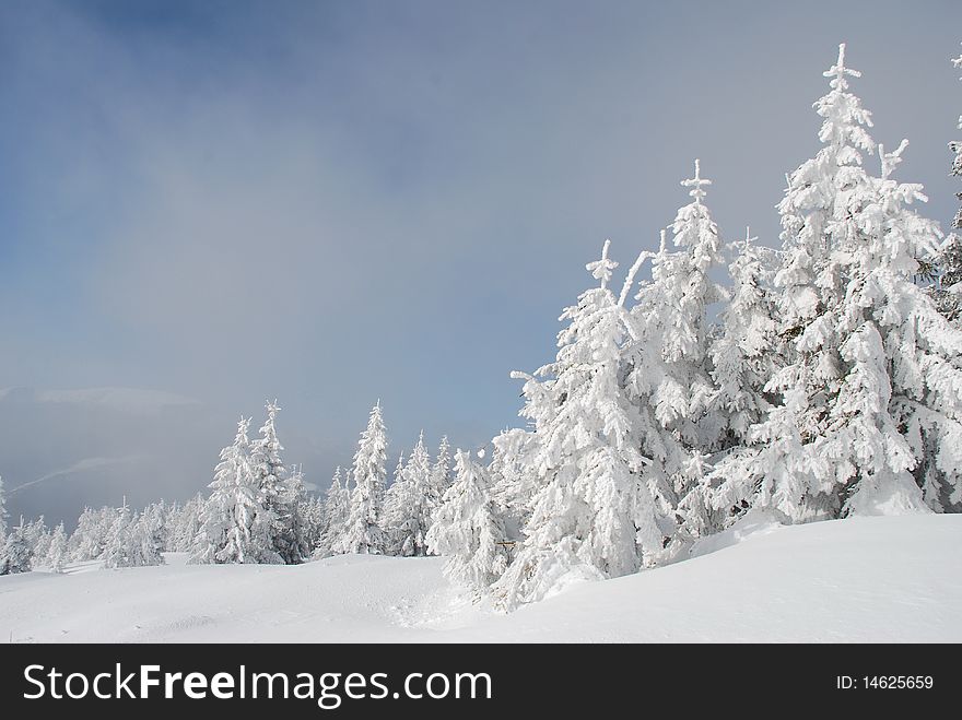 White winter fur-trees on a hillside in a landscape under the dark blue sky.