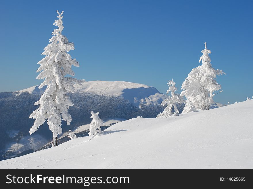 A winter hillside with white fur-trees in a landscape with top and the dark blue sky.