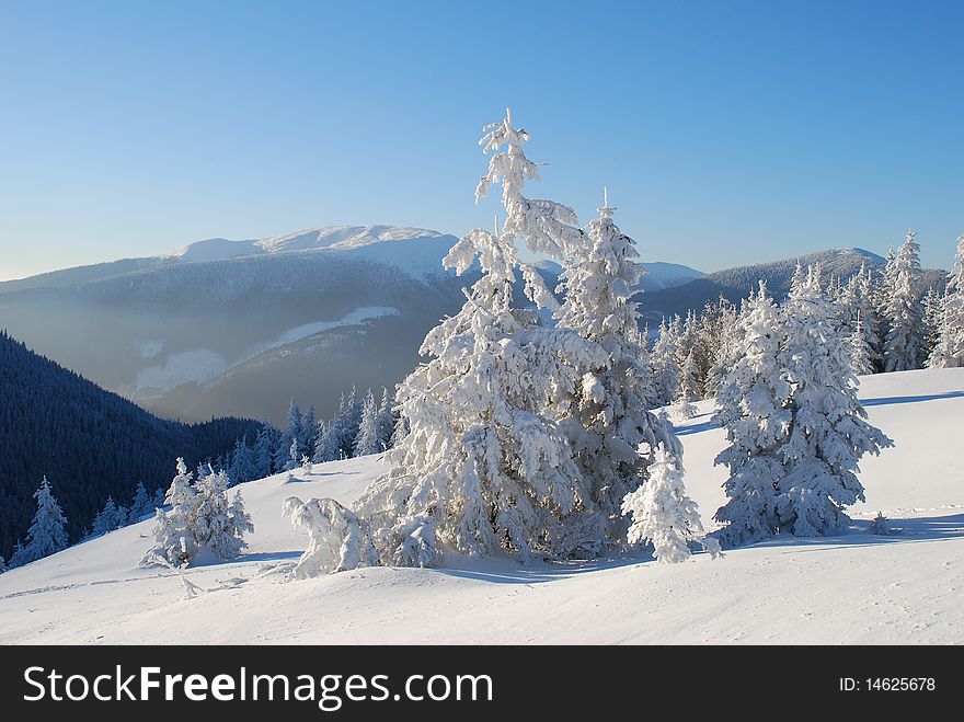 A winter hillside with white fur-trees in a landscape with top and the dark blue sky. A winter hillside with white fur-trees in a landscape with top and the dark blue sky.