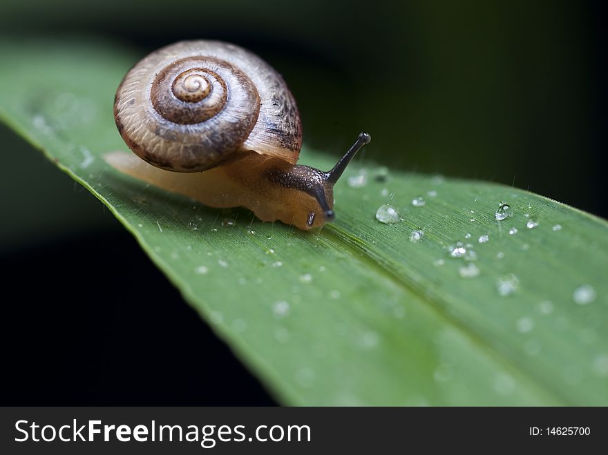 Small snail on black background