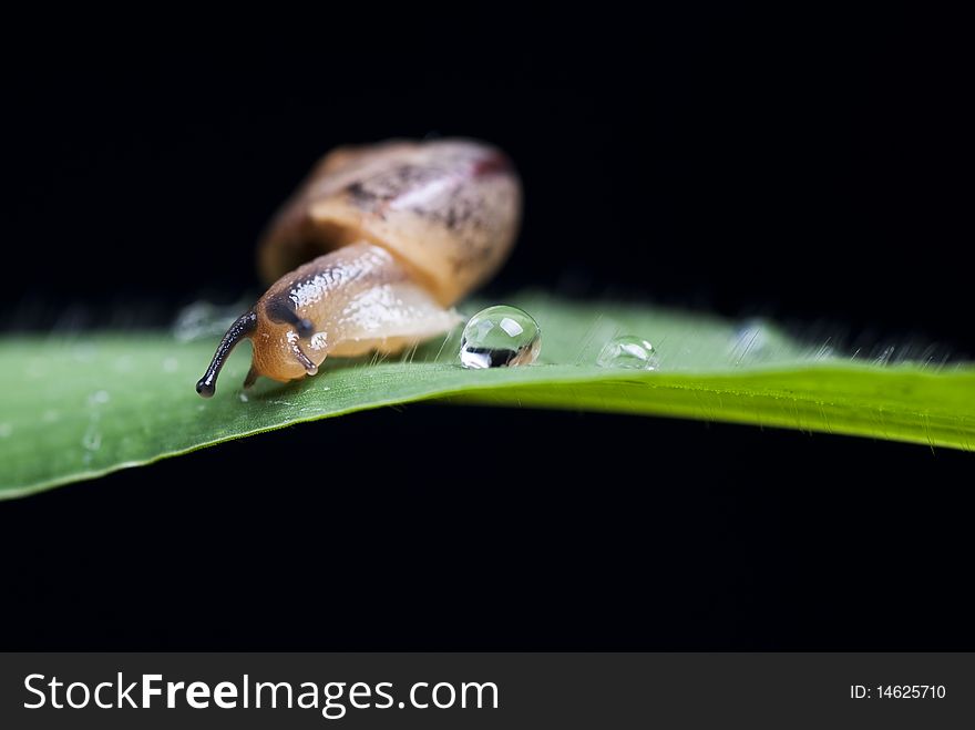 Small snail on black background