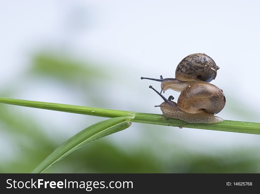 Small snail on black background