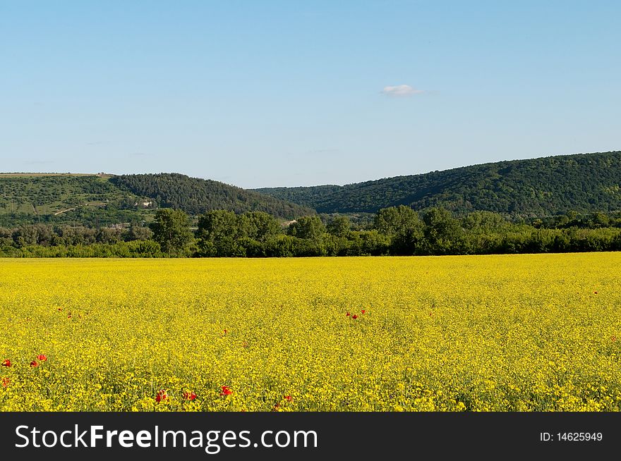 Image yellow field blossoming