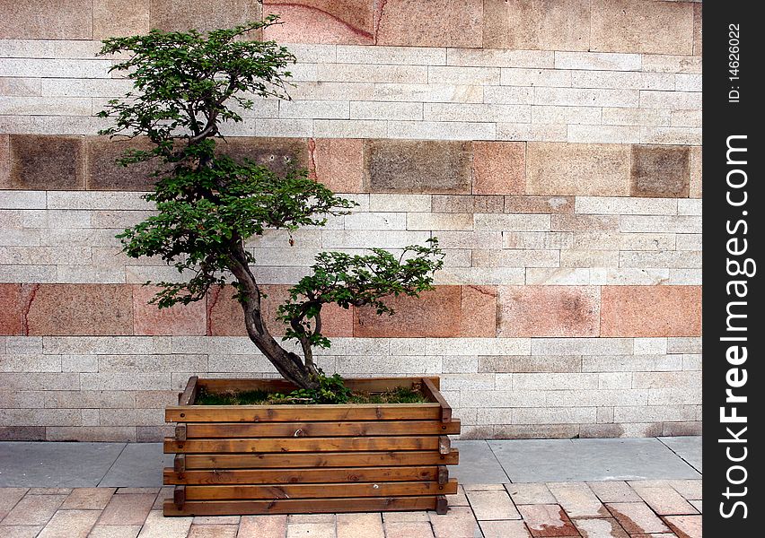 Bonsai plant standing in wooden pot with color wall background