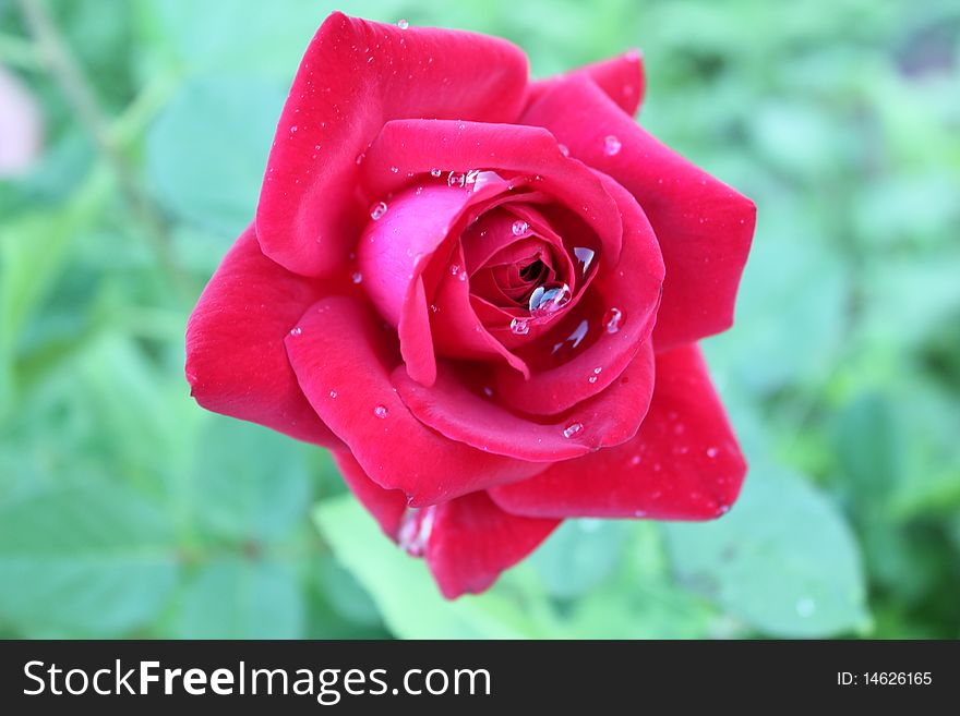 Beautiful isolated natural red flower. Beautiful isolated natural red flower