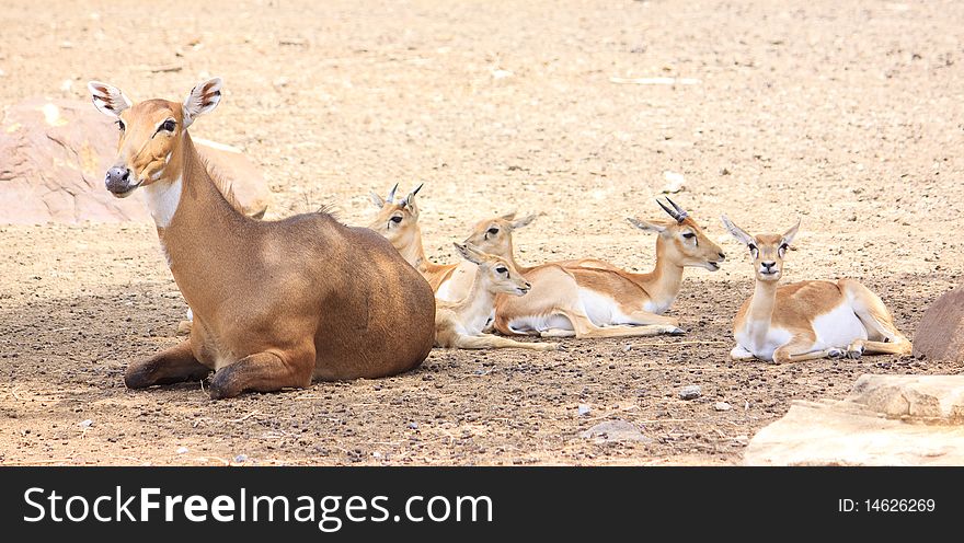 Cute young deer and its mother from a safari zoo staring at camera