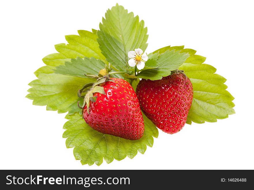 Berries of the strawberries with sheet