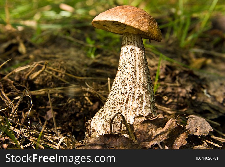Birch mushroom - an edible fungi. There are in birch woods.