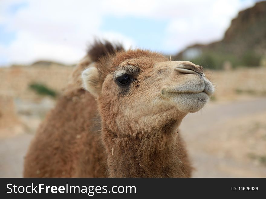 Young camel head in the desert