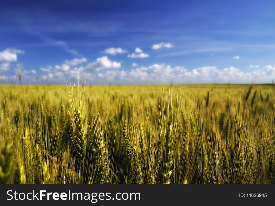 Golden wheat field and blue sky landscape