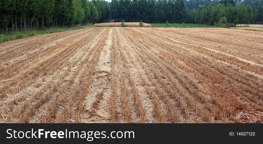 The wheat has been harvested