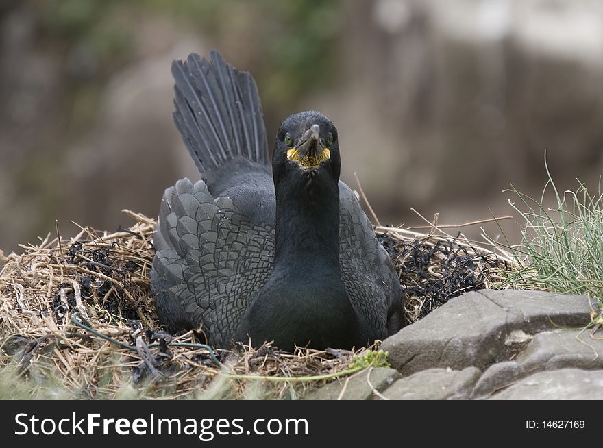 Cormorant incubating eggs on nest