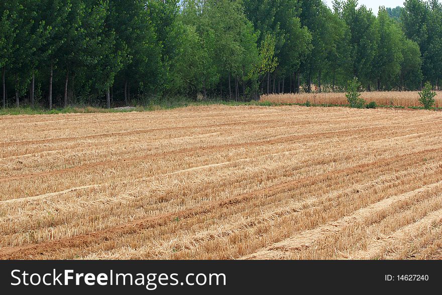 The wheat has been harvested. The wheat has been harvested.