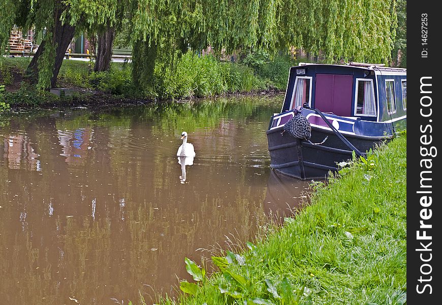 Swan and barge on canal wildlife and nature. Swan and barge on canal wildlife and nature
