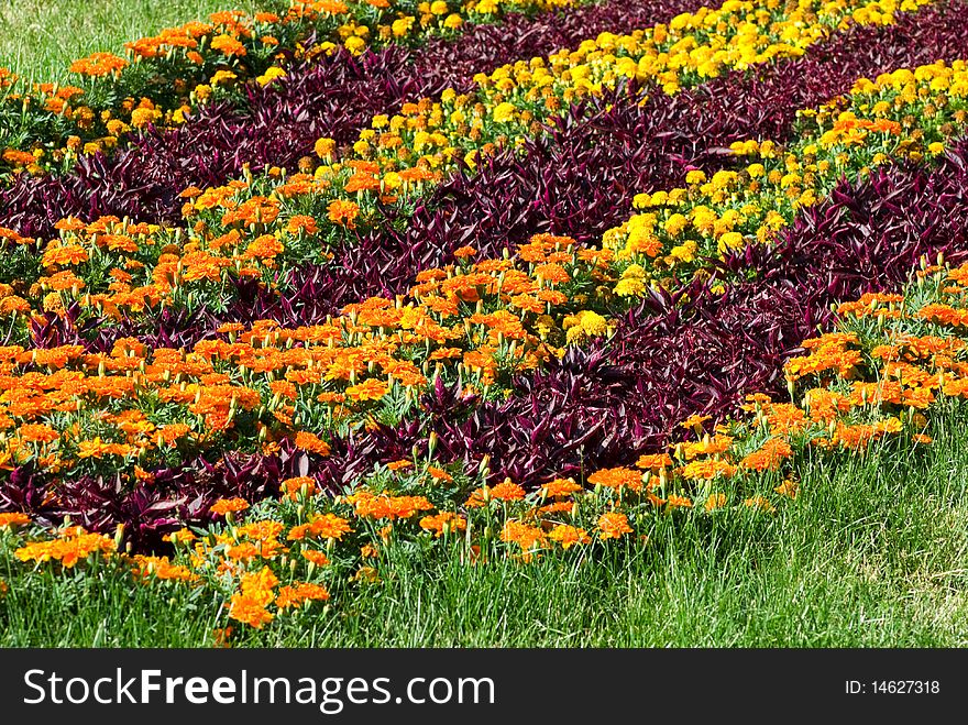 Field of different colors flowers. Field of different colors flowers