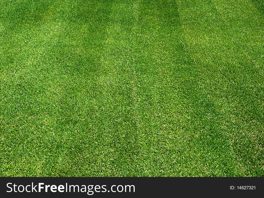 Field of fresh green grass. Field of fresh green grass