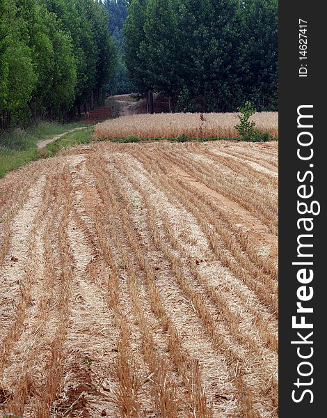 Wheat Harvested