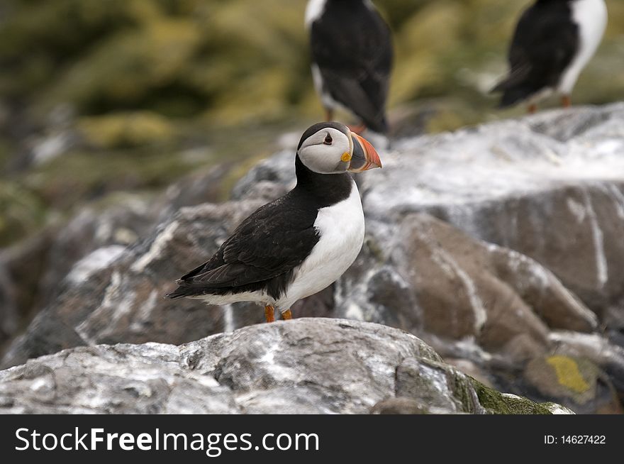 Black and white Puffin with bright orange beak standing on rocks