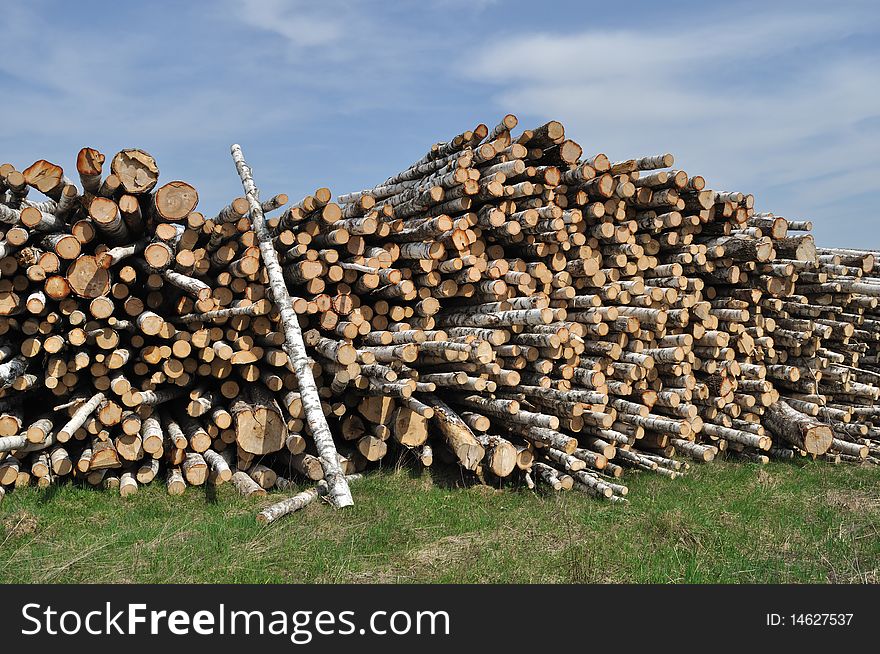 Pile of birch logs