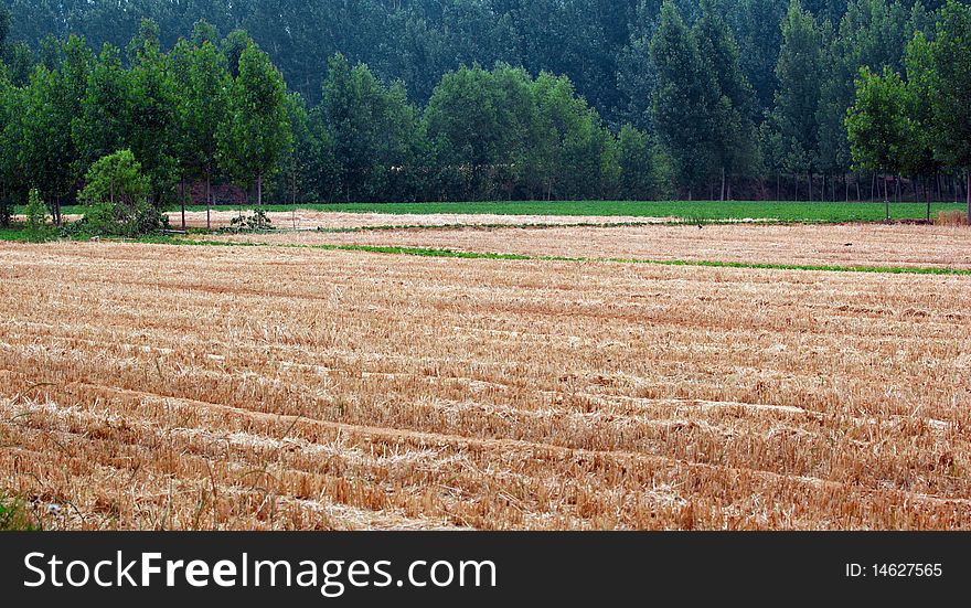 Wheat Fields And Poplar Woods