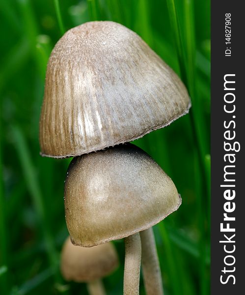 A macro photo of a pair of mushrooms, surrounded by green grass. A macro photo of a pair of mushrooms, surrounded by green grass