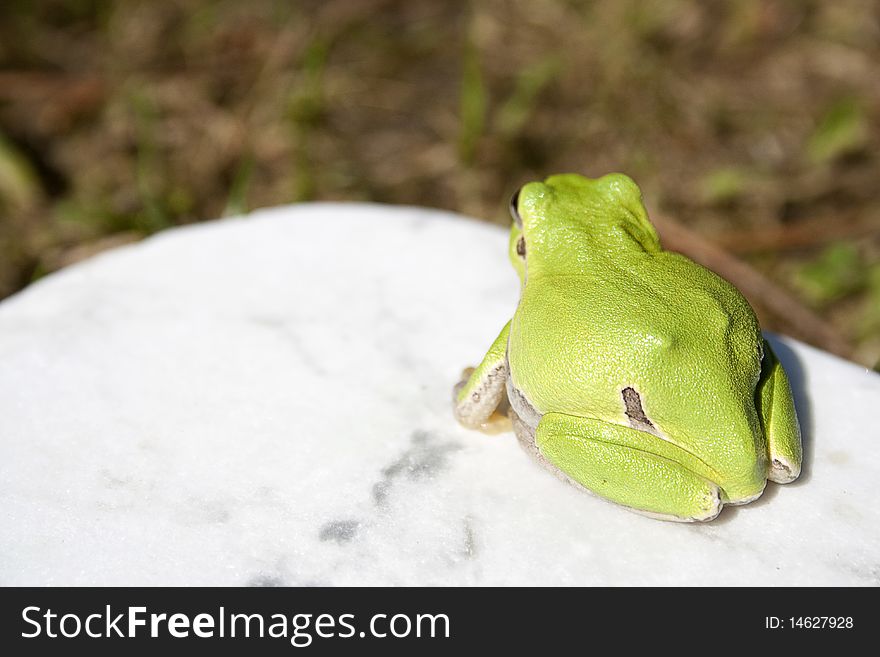 Green tree frog amphibian called on a white background. Green tree frog amphibian called on a white background
