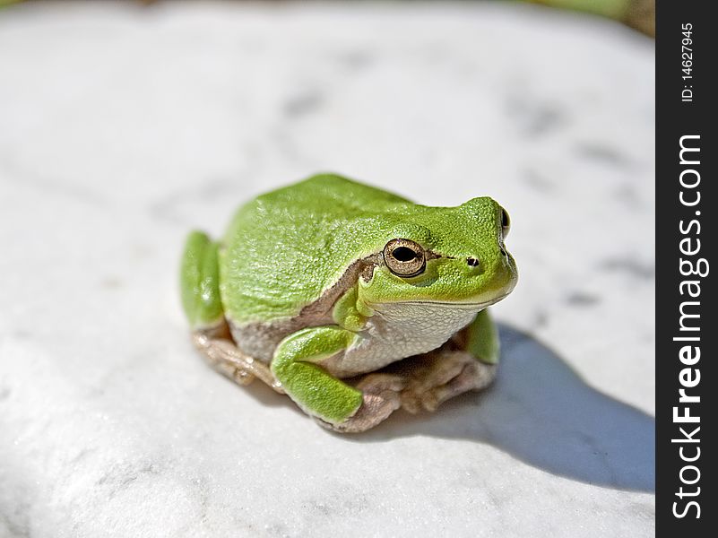 Green tree frog amphibian called on a white background. Green tree frog amphibian called on a white background